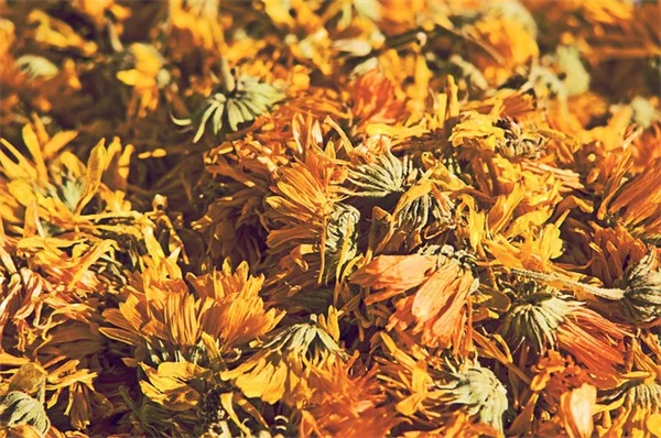 Fragrant Desert Plants That Thrive in Dry Climates