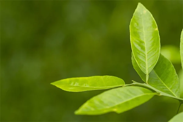 Grow Serrano Peppers Easier Than You Think