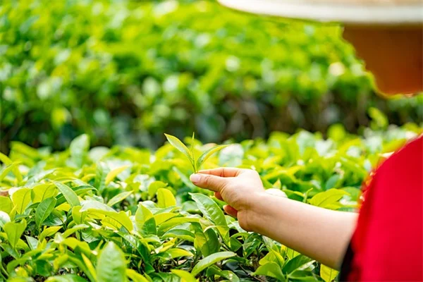 Grow Vegetables in Hawaii: 5 Steps to a Thriving Garden